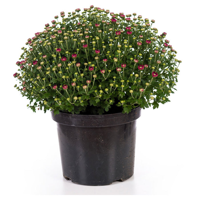 ХРИЗАНТЕМА