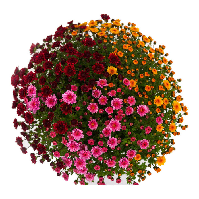 ХРИЗАНТЕМА