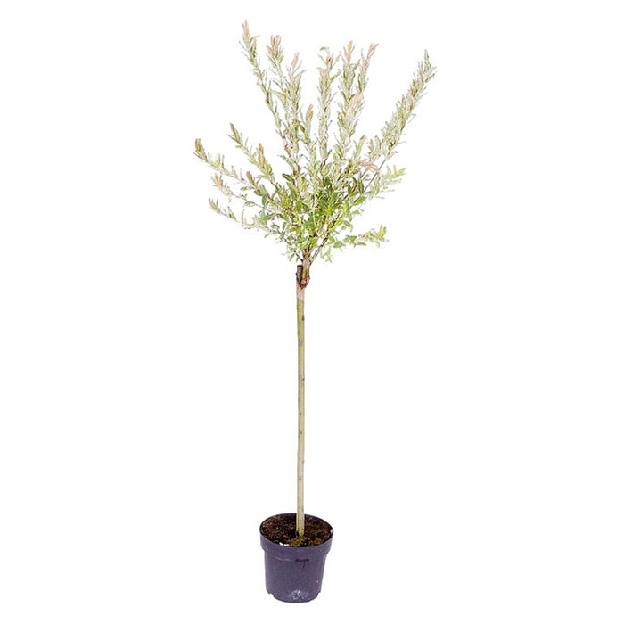 ЯПОНСКА ВЪРБА ХАКУРО НИШИКИ ЩАМ 100/120CM