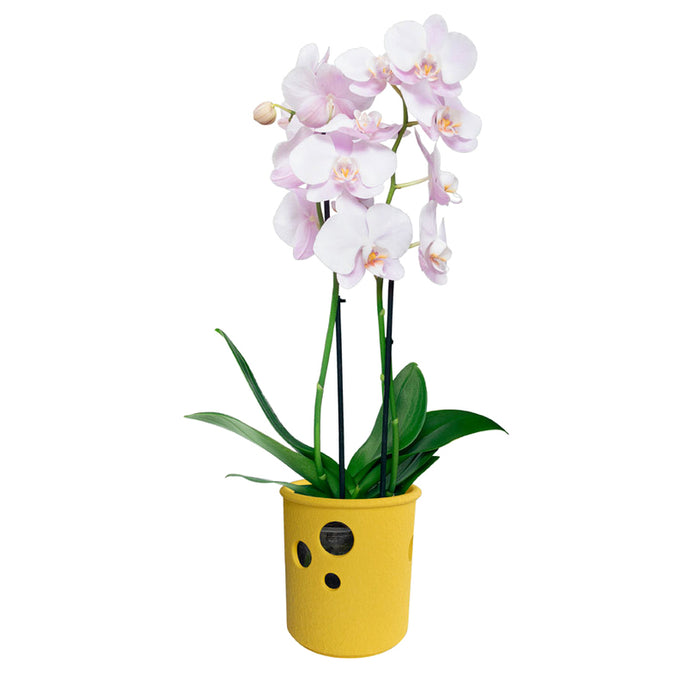 КЕРАМИЧНАКАШПА 13.5Х14CM ЦИЛИНДЪР ОРХИДЕЯ