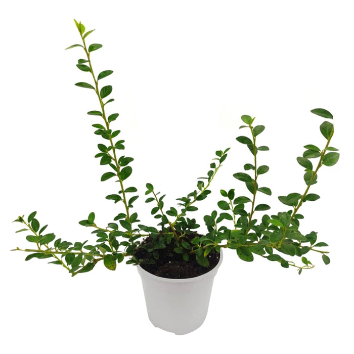 КОТОНЕАСТЪР