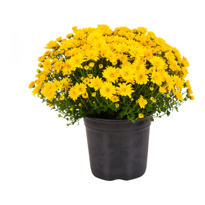 ХРИЗАНТЕМА