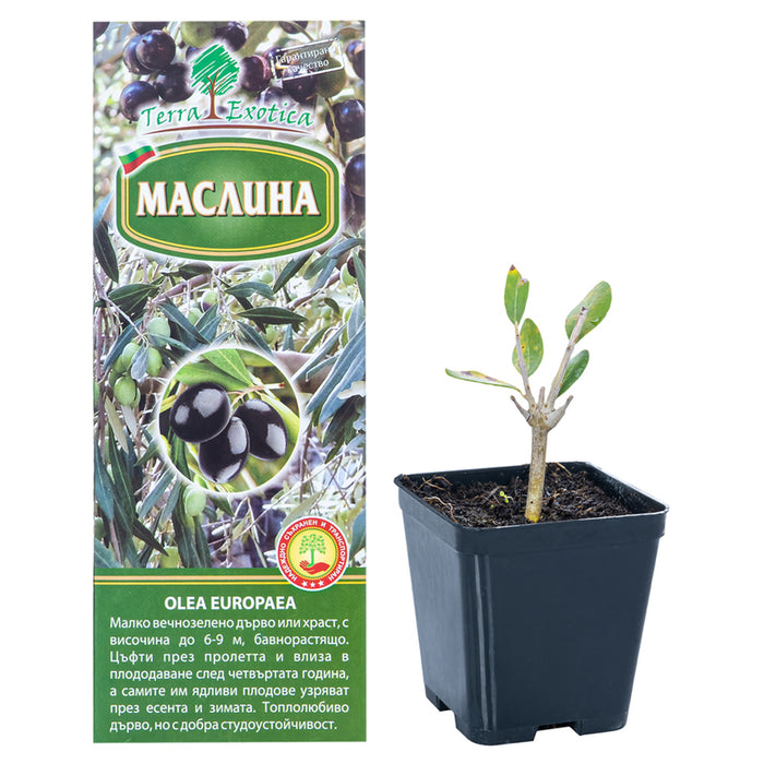МАСЛИНА