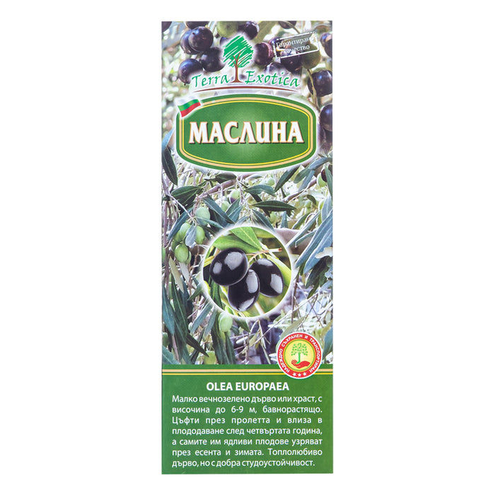 МАСЛИНА