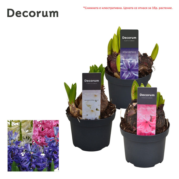 ЗЮМБЮЛ MULTIFLORA