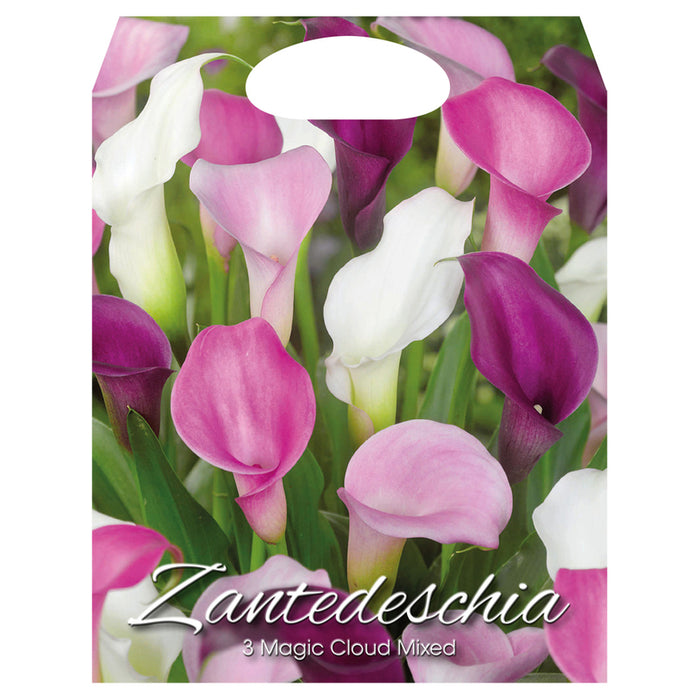SPRING BULBS ZANTEDESCHIA MAGIC CLOUD