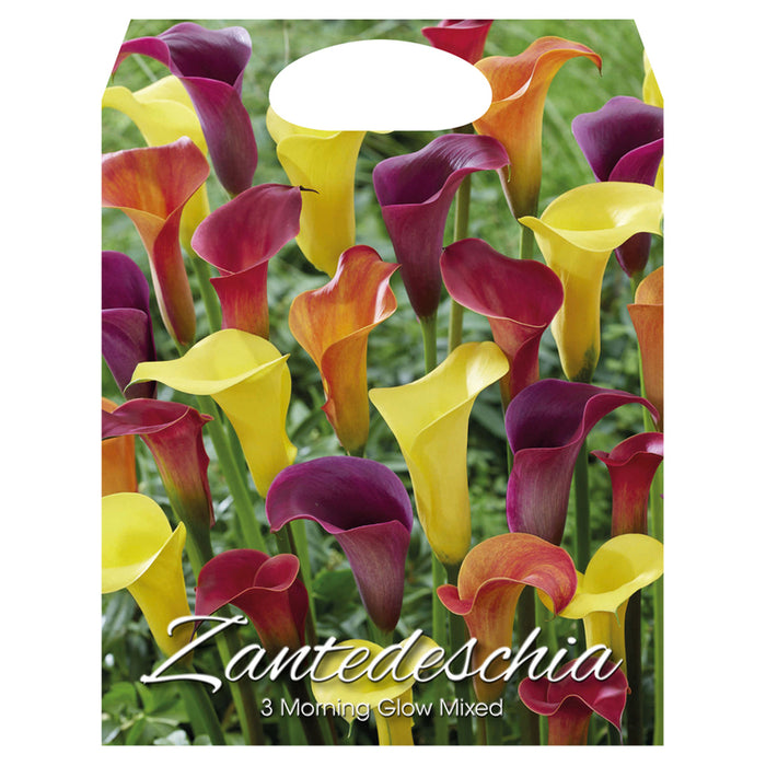 SPRING BULBS ZANTEDESCHIA MORNING GLOW