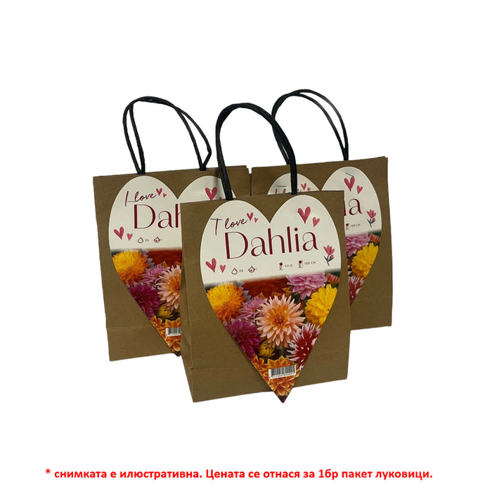 SPRING BULBS DAHLIA I LOVE