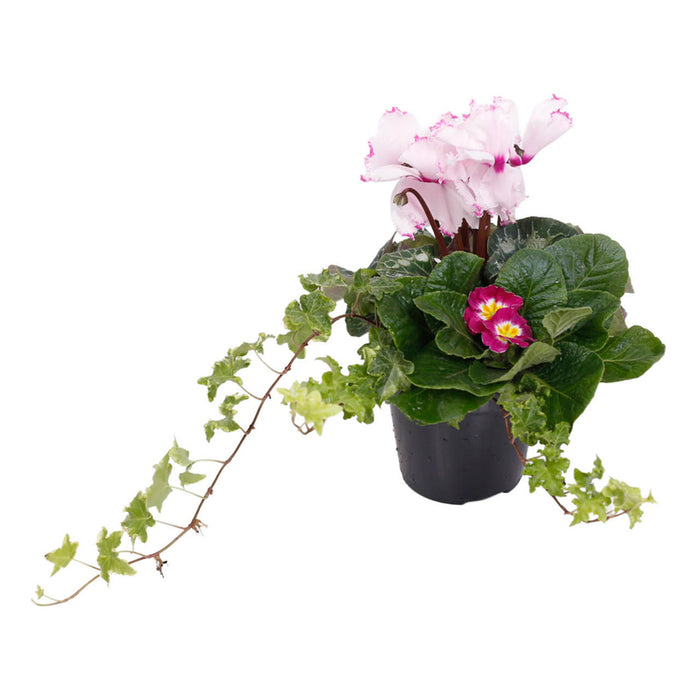SPRING ARRANGEMENT