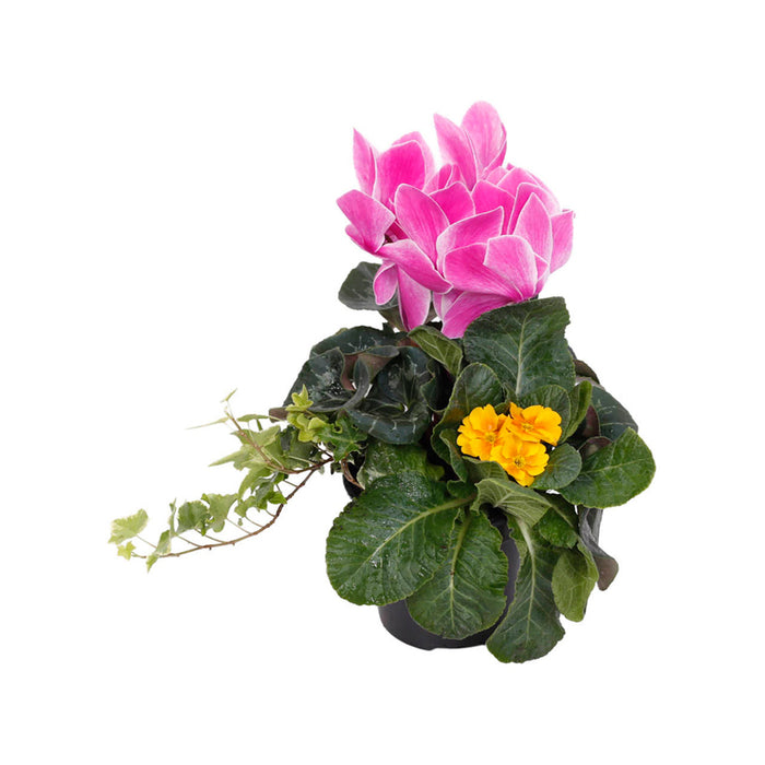 SPRING ARRANGEMENT