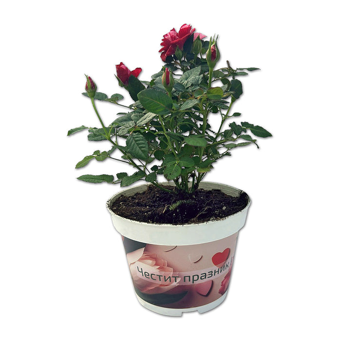 MINI ROSE