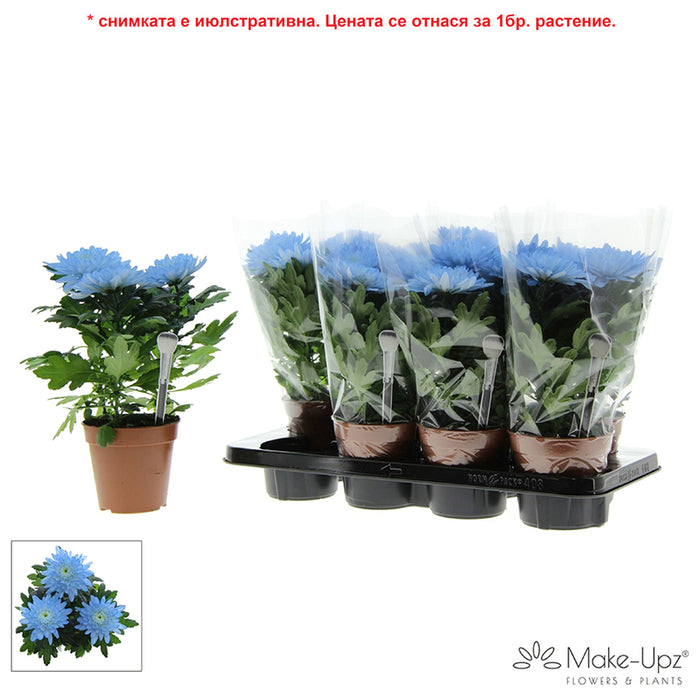 ХРИЗАНТЕМА ZEMBLA NEXT