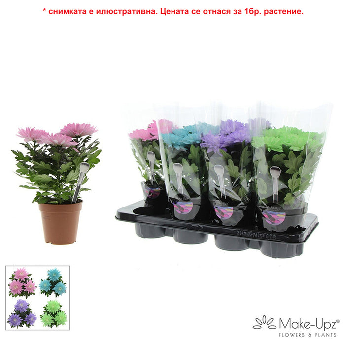 ХРИЗАНТЕМА ZEMBLA NEXT