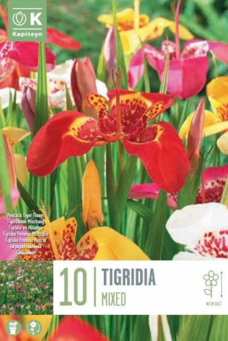 ТИГРИДИЯ PAVONIA МИКС 10 БР