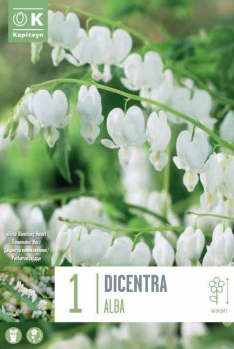 ДИЦЕНТРА SPECTABILIS ALBA 1 БР