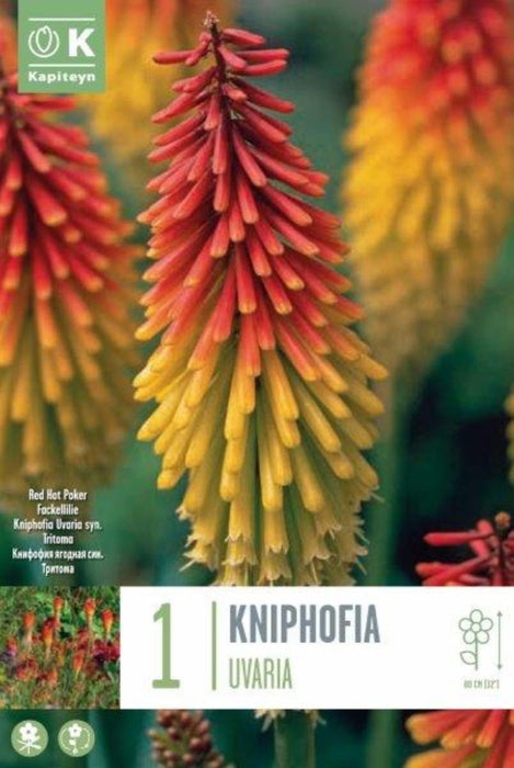 КНИФОФИЯ UVARIA 1 БР