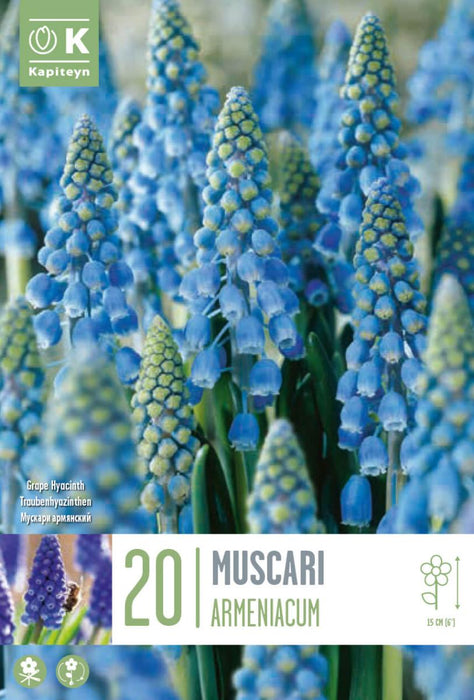 МУСКАРИ ARMENIACUM 20 БР