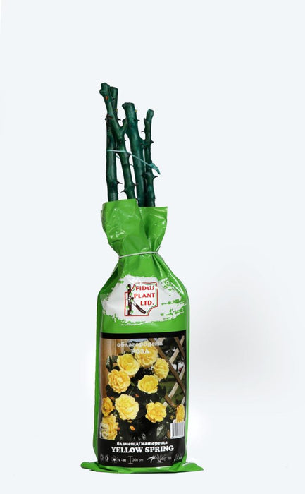 КОРЕН РОЗИ YELLOW SPRING