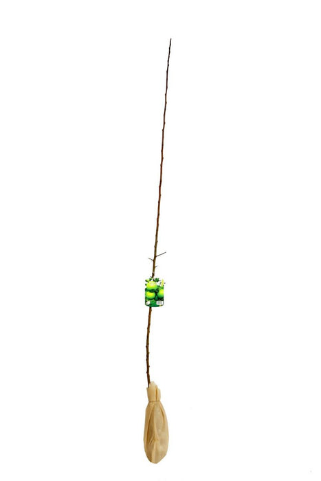 ЯБЪЛКА GRANNY SMITH