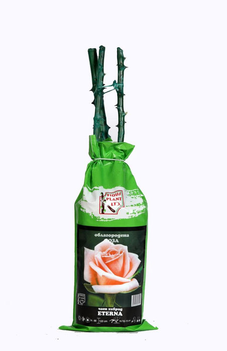 КОРЕН РОЗИ ETERNA
