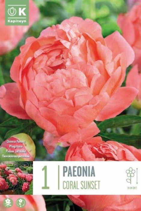 БОЖУР LACTIFLORA CORAL SUNSET 1 БР
