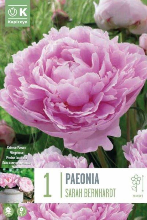 БОЖУР LACTIFLORA SARAH BERNHARDT 1 БР