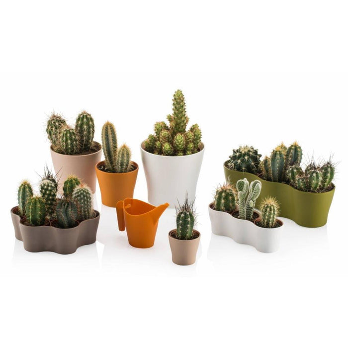 КАШПА ЗА КАКТУСИ 5,5СМ GARDENIA TRIPLE