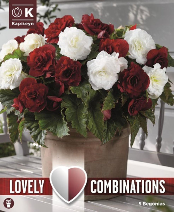 БЕГОНИЯ DOUBLE DARK RED AND WHITE 5 БР