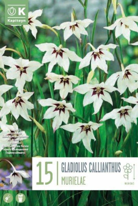 ГЛАДИОЛИ CALLIANTHUS 15 БР