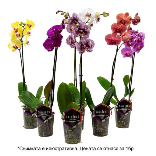 ОРХИДЕЯ ФАЛЕНОПСИС