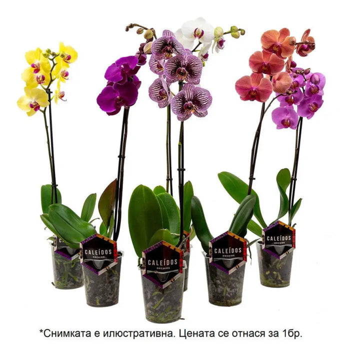 ОРХИДЕЯ ФАЛЕНОПСИС