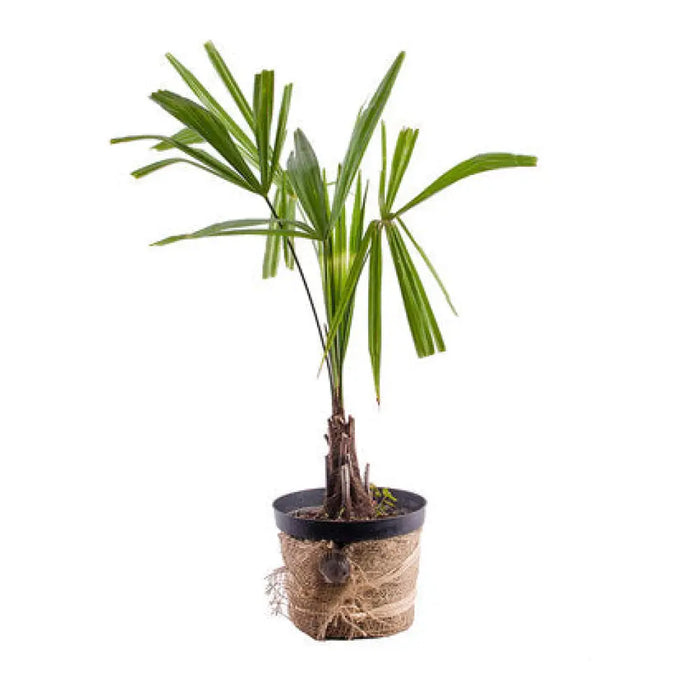 ПАЛМА ФИНИКОВА