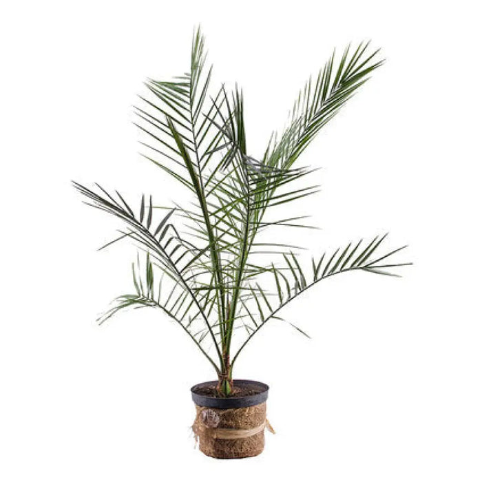 ПАЛМА ФИНИКОВА