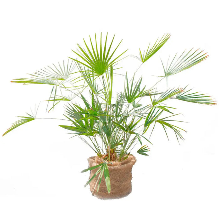 ПАЛМА ХАМЕРОПС 180/200CM