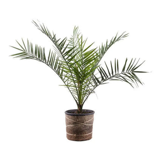 ПАЛМА ХАМЕРОПС 3Л.