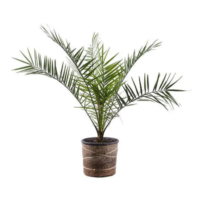 ПАЛМА ХАМЕРОПС 3Л.