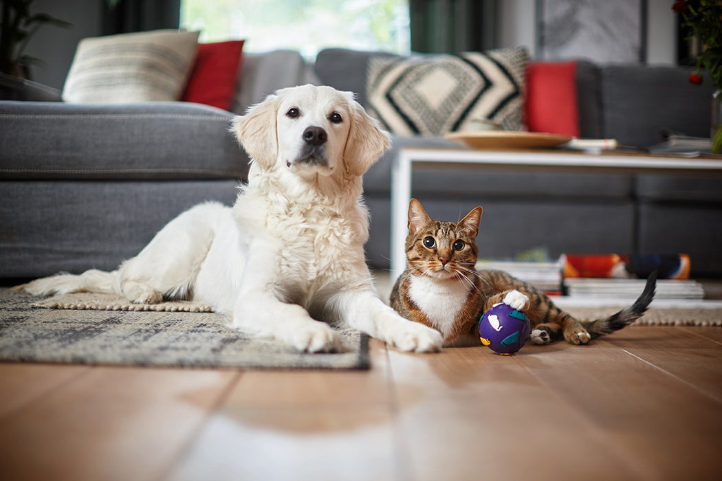 Philips PowerPro Expert FC9745/09 прахосмукачка 2 л цилиндрична прахосмукачка суха 900 W без торба