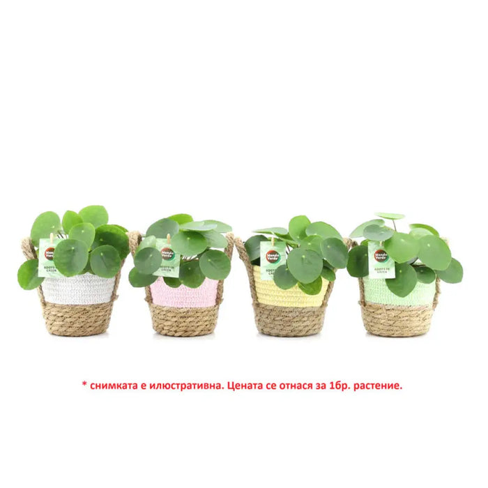 ПИЛЕЯ PEPEROMIOIDES