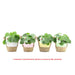 ПИЛЕЯ PEPEROMIOIDES