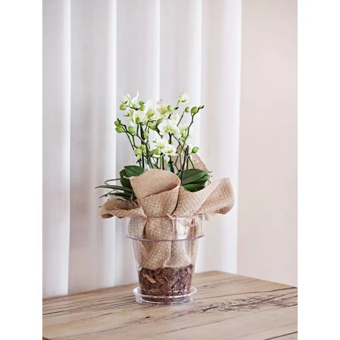 ПЛАСТМАСОВА КАШПА Ф20CM TERA PORTO