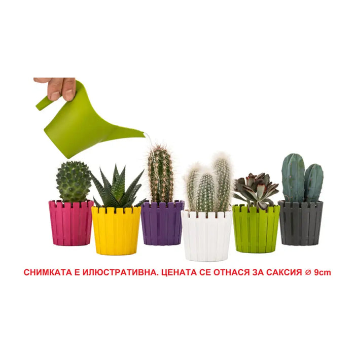ПЛАСТМАСОВА КАШПА Ф6.5CM HD AKASYA CACTUS