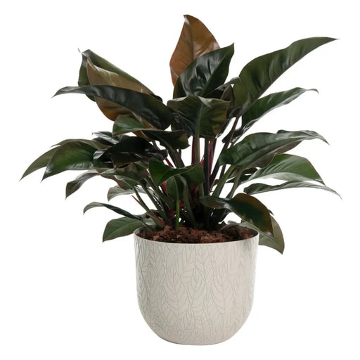ПЛАСТМАСОВА КАШПA Ф30CM PLASTECNIC LEAF POT 30