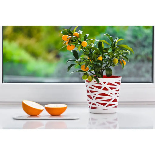 ПЛАСТМАСОВА КАШПА Ф19CM DON PLAST BETI DB19