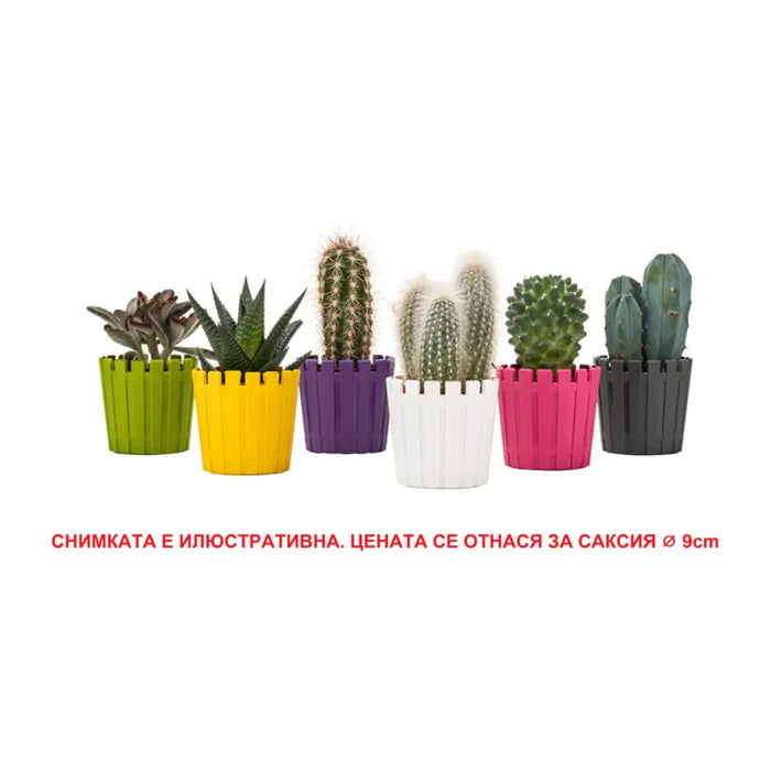 ПЛАСТМАСОВА КАШПА Ф6.5CM HD AKASYA CACTUS