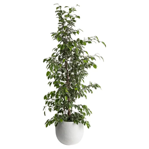 ПЛАСТМАСОВА КАШПA Ф30CM PLASTECNIC TATTOO POT 30