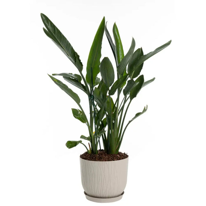 ПЛАСТМАСОВА КАШПA Ф30CM PLASTECNIC NATURE POT 30