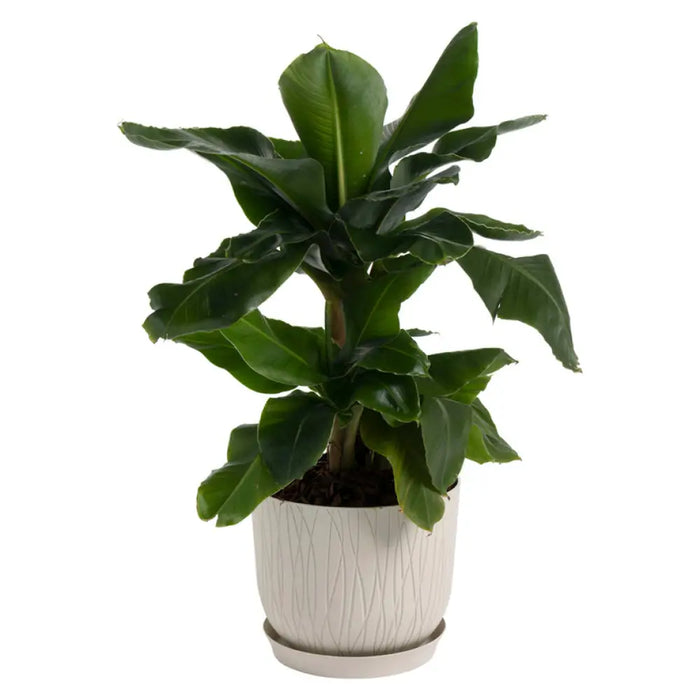 ПЛАСТМАСОВА КАШПA Ф30CM PLASTECNIC NATURE POT 30