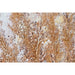 Пластно Home ESPRIT Пластно Дървен MDF 80 x 3 x 80 cm
