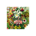 Пъзел за въображение: Orchid Ernst Haeckel 1000 елемента