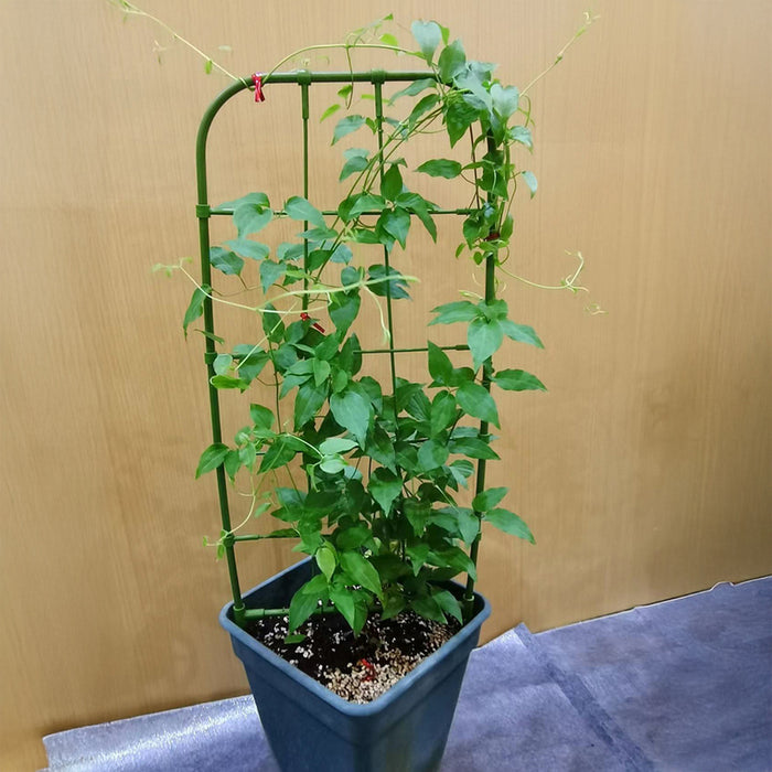 ОПОРА ЗА ПЪЛЗЯЩИ РАСТЕНИЯ 75CM ROSSIMA FS75
